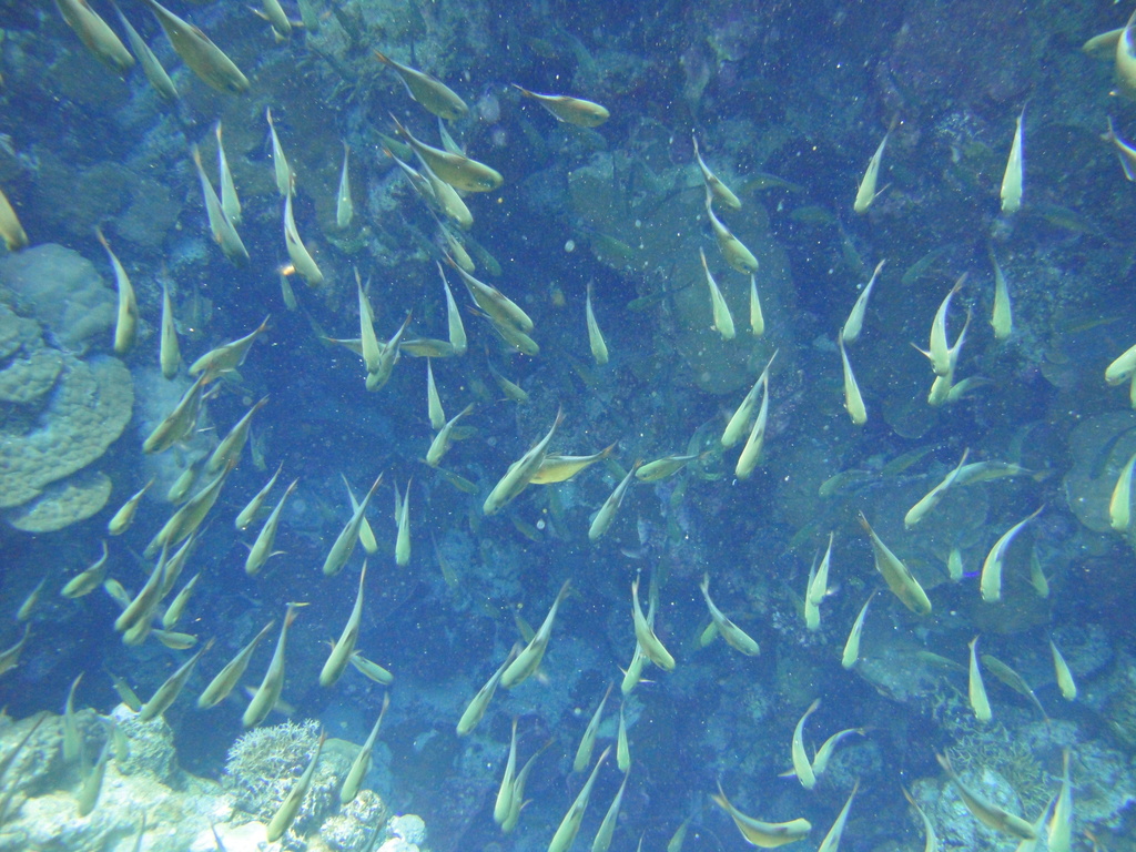 DSC00335.JPG
