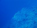 DSC00079.JPG