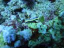 DSC00103.JPG