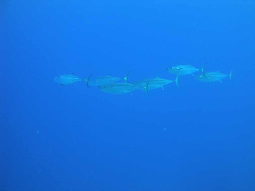 DSC00139.JPG