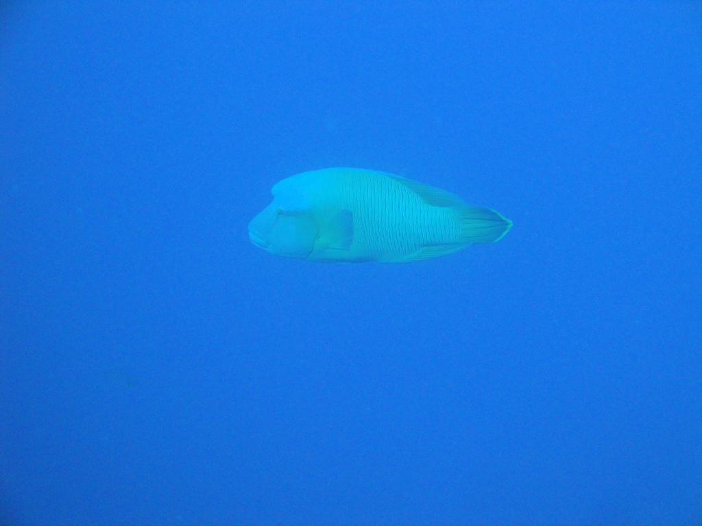 DSC00453.JPG