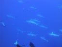 DSC00086.JPG