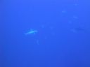 DSC00094.JPG