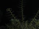 DSC00199.JPG