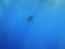 Filename=DSC00503.JPG
Filesize=216KiB
Dimensions=1024x768
Date added=Oct 20, 2017 DSC00503.JPG