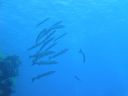 Filename=DSC00522.JPG
Filesize=255KiB
Dimensions=1024x768
Date added=Oct 20, 2017 DSC00522.JPG