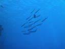 DSC00523.JPG