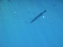 DSC00685.JPG
