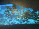 DSC00713.JPG