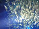 DSC00723.JPG