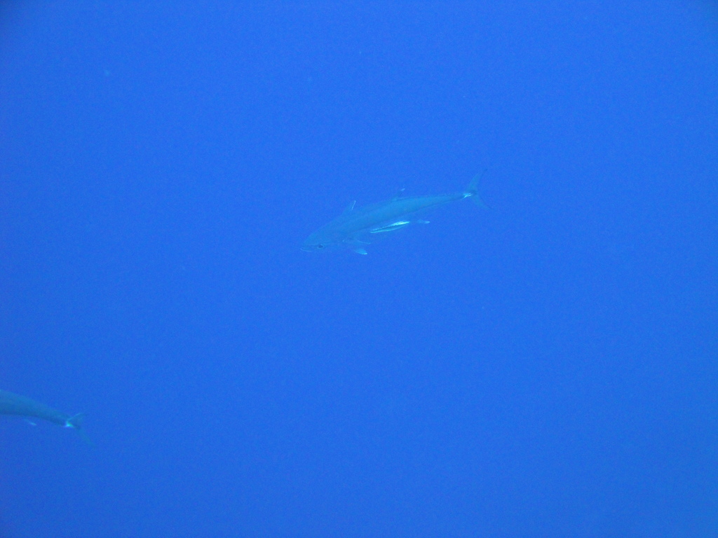 DSC00074.JPG