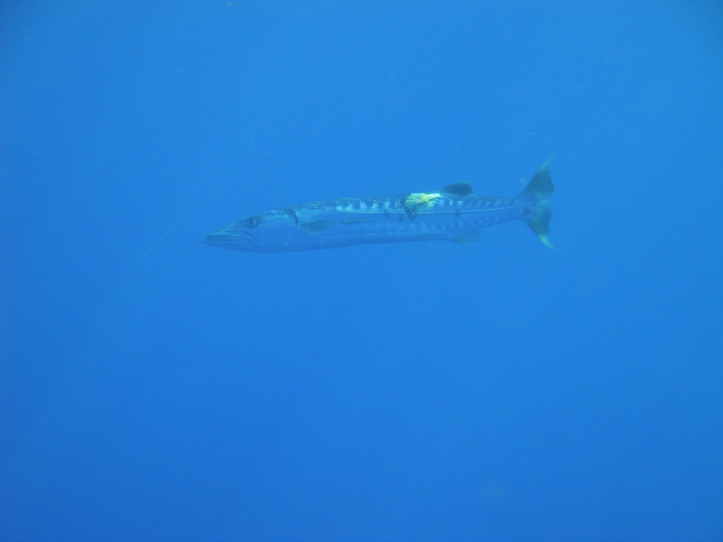 DSC00128.JPG