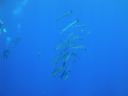 DSC00143.JPG