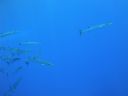 DSC00145.JPG