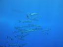 DSC00148.JPG