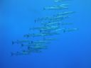 DSC00149.JPG