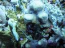 DSC00155.JPG