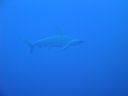 DSC00178.JPG