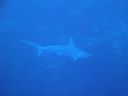 DSC00181.JPG