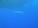 DSC00239.JPG