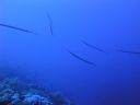 DSC00249.JPG