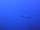 DSC00250.JPG