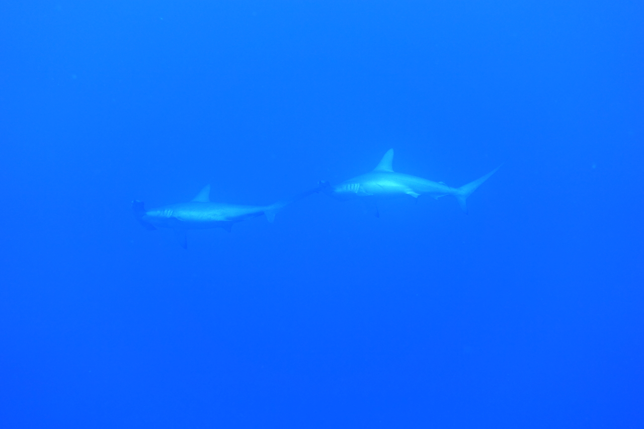 DSC00050.JPG