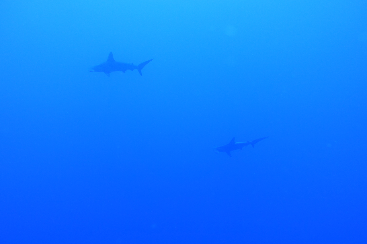 DSC00055.JPG