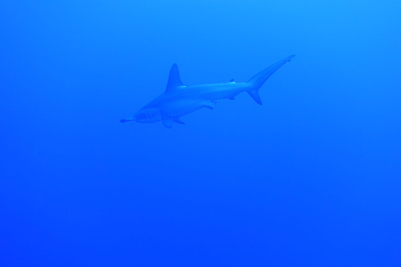 DSC00096.JPG