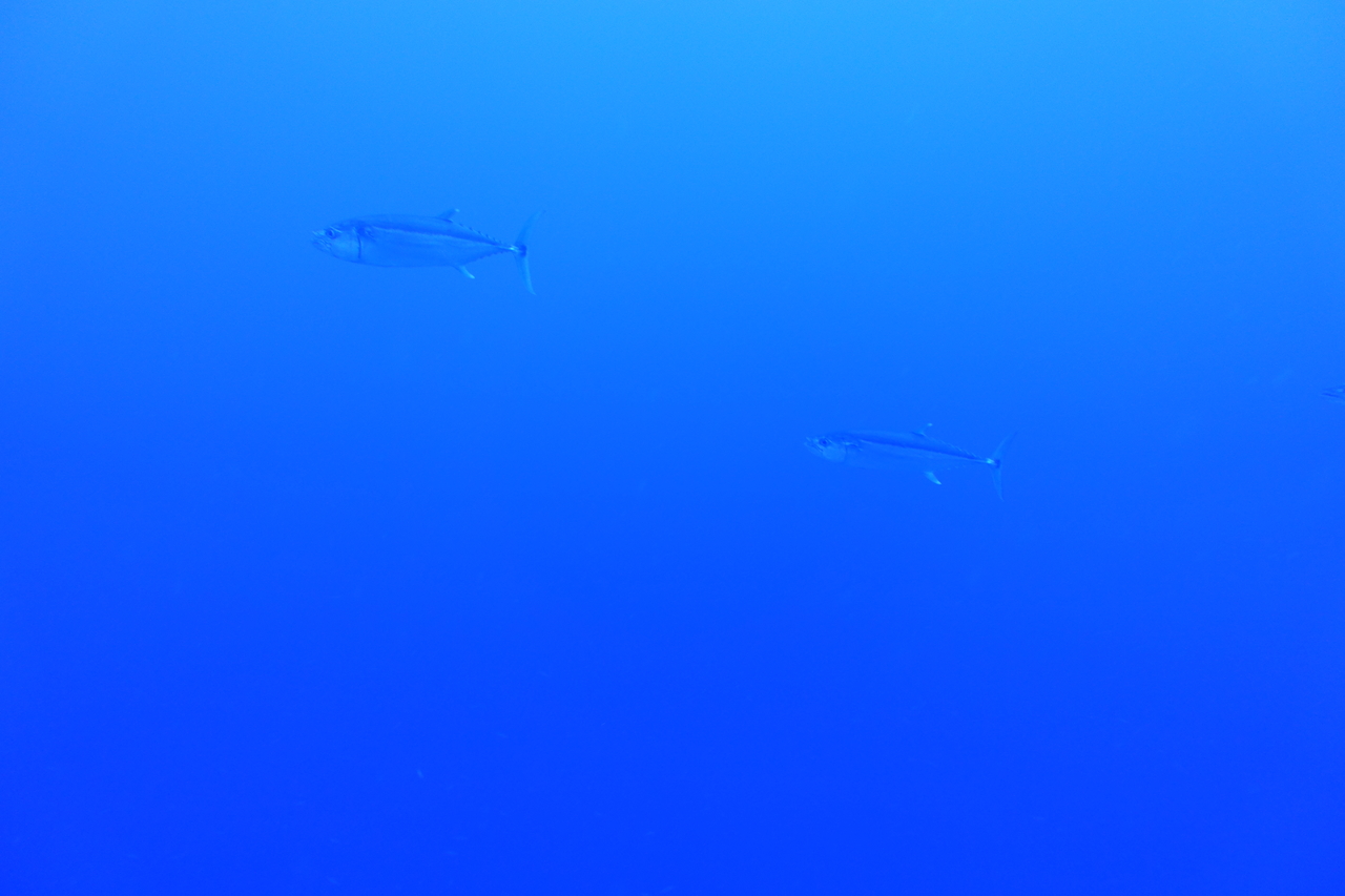 DSC00238.JPG