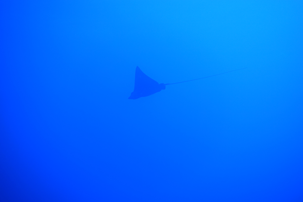 DSC00241.JPG