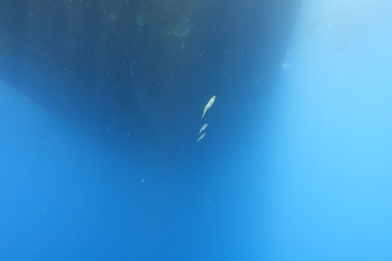 DSC00551.JPG