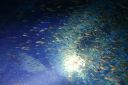 DSC00293.JPG
