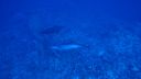 DSC00089.JPG