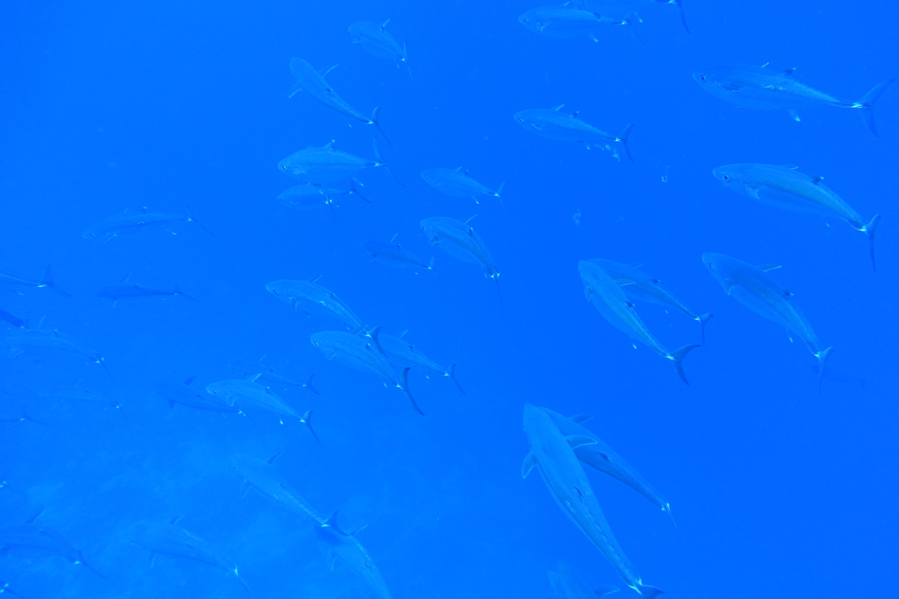 DSC00030.JPG