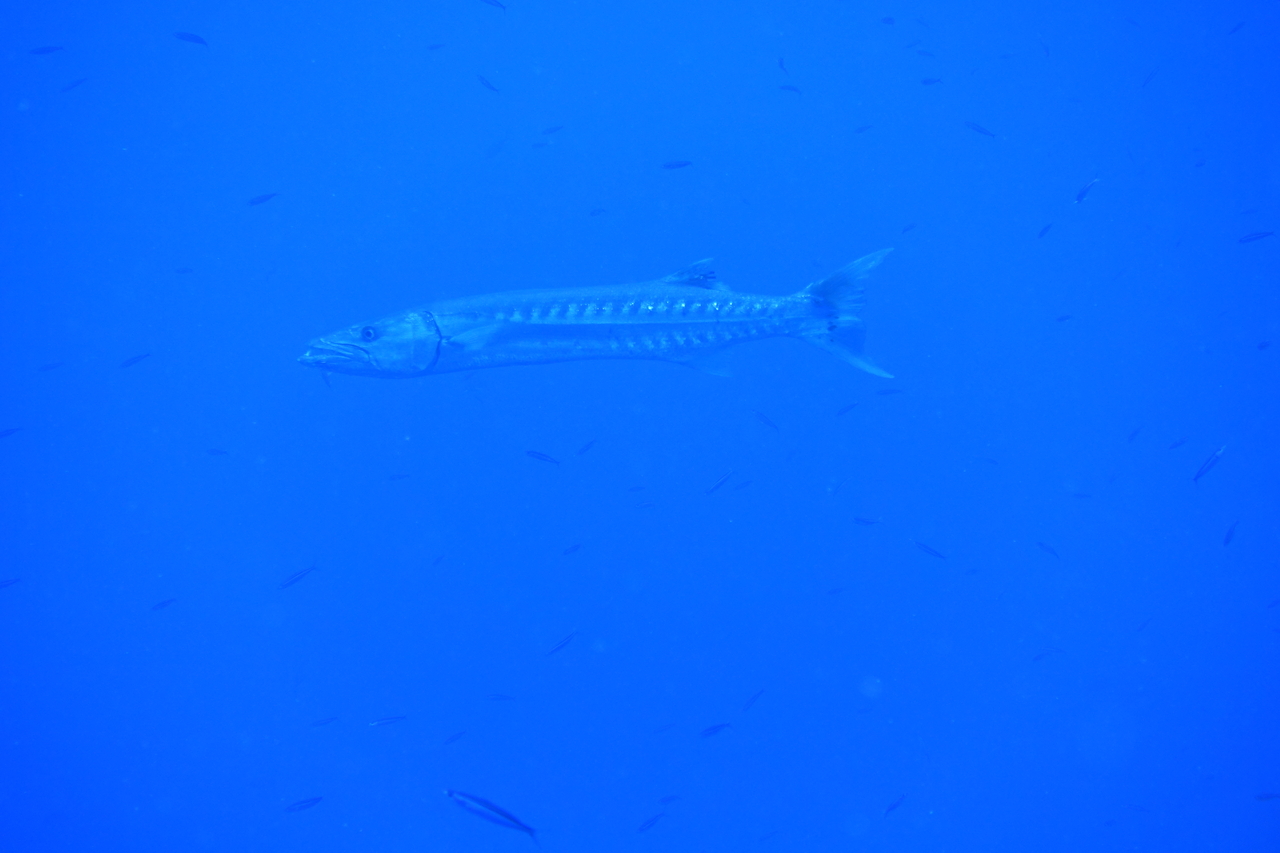 DSC00031.JPG