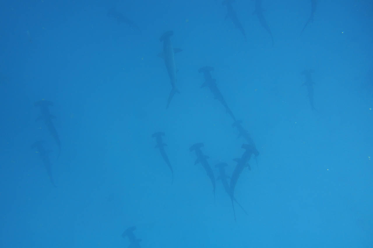 DSC00445.JPG