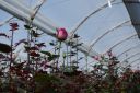DSC00117.JPG