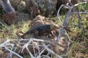 DSC00185.JPG