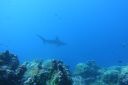 DSC00452.JPG