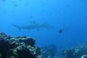 DSC00455.JPG