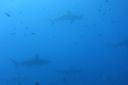 DSC00461.JPG