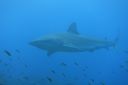DSC00559.JPG