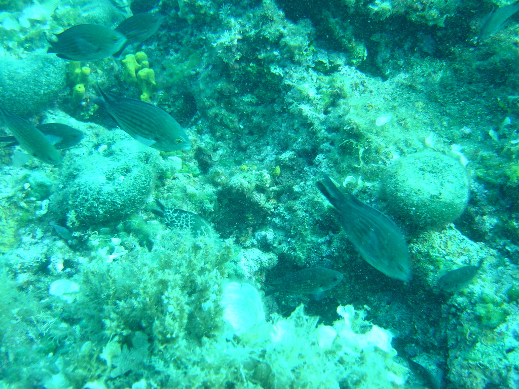 DSC00252.JPG