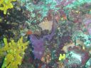 Filename=DSC00009.JPG
Filesize=530KiB
Dimensions=1024x768
Date added=Aug 05, 2014 DSC00009.JPG