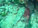 Filename=DSC00011.JPG
Filesize=463KiB
Dimensions=1024x768
Date added=Aug 05, 2014 DSC00011.JPG