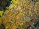 Filename=DSC00025.JPG
Filesize=506KiB
Dimensions=1024x768
Date added=Aug 05, 2014 DSC00025.JPG
