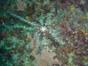 Filename=DSC00047.JPG
Filesize=512KiB
Dimensions=1024x768
Date added=Aug 05, 2014 DSC00047.JPG