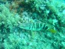 DSC00255.JPG