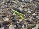 DSC00363.JPG